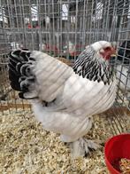 Brahma kriel, Meerdere dieren, Kip