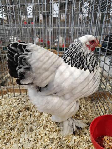 Brahma kriel beschikbaar voor biedingen