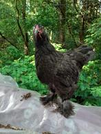 Jonge brahma haan, Dieren en Toebehoren, Kip