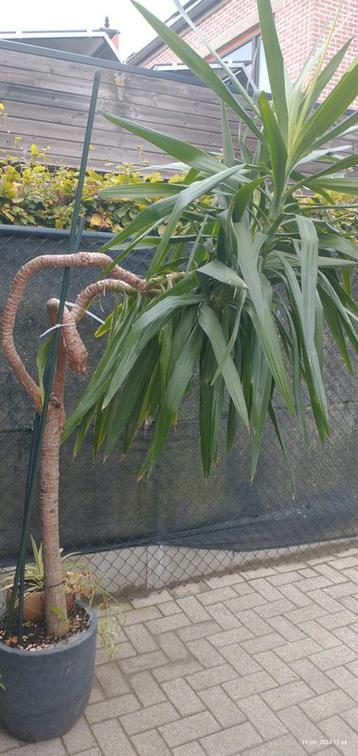 Grote yucca disponible aux enchères