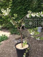 Prunus avium "Regina" - cerisier, Tuin en Terras, Planten | Fruitbomen, Ophalen, Kersenboom