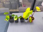 Colocasia Metallica, Ophalen