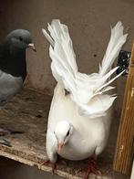 Pauwstaart met waaierstaart, Animaux & Accessoires, Oiseaux | Pigeons, Sexe inconnu, Autres espèces