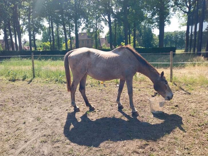 Merry  22 jaar, Dieren en Toebehoren, Pony's