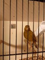 Agaat kobalt geel, Dieren en Toebehoren