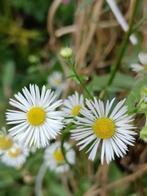 Zomerfijnstraal /Erigeron annuus, 6 voor 5 euro, Tuin en Terras, Planten | Tuinplanten, Volle zon, Eenjarig, Zomer, Ophalen
