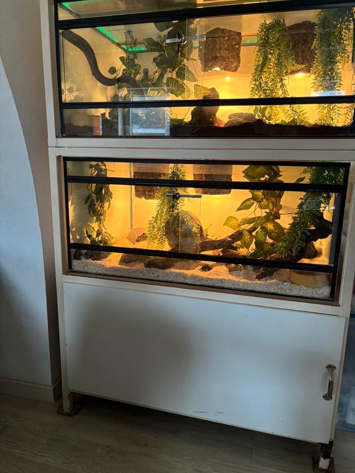 Terrarium met 2 ballpyton’s, Dieren en Toebehoren, Reptielen en Amfibieën | Toebehoren, Zo goed als nieuw, Terrarium of Paludarium