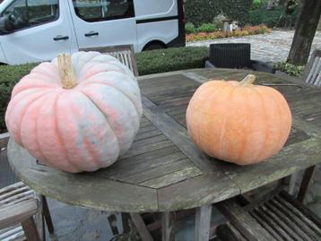 Décoration d'Halloween avec 2 grandes citrouilles potirons disponible aux enchères