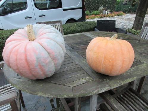 Décoration d'Halloween avec 2 grandes citrouilles potirons, Divers, Produits alimentaires, Enlèvement