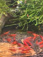Sakura red garnalen, Dieren en Toebehoren