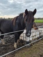 Super knappe 2,5 jarige tinker x andalusier, Dieren en Toebehoren, Paarden, Hengst