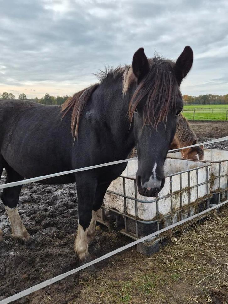 Super knappe 2,5 jarige tinker x andalusier, Dieren en Toebehoren, Paarden, Hengst