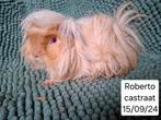 Cavia's uit asiel, Dieren en Toebehoren, Cavia