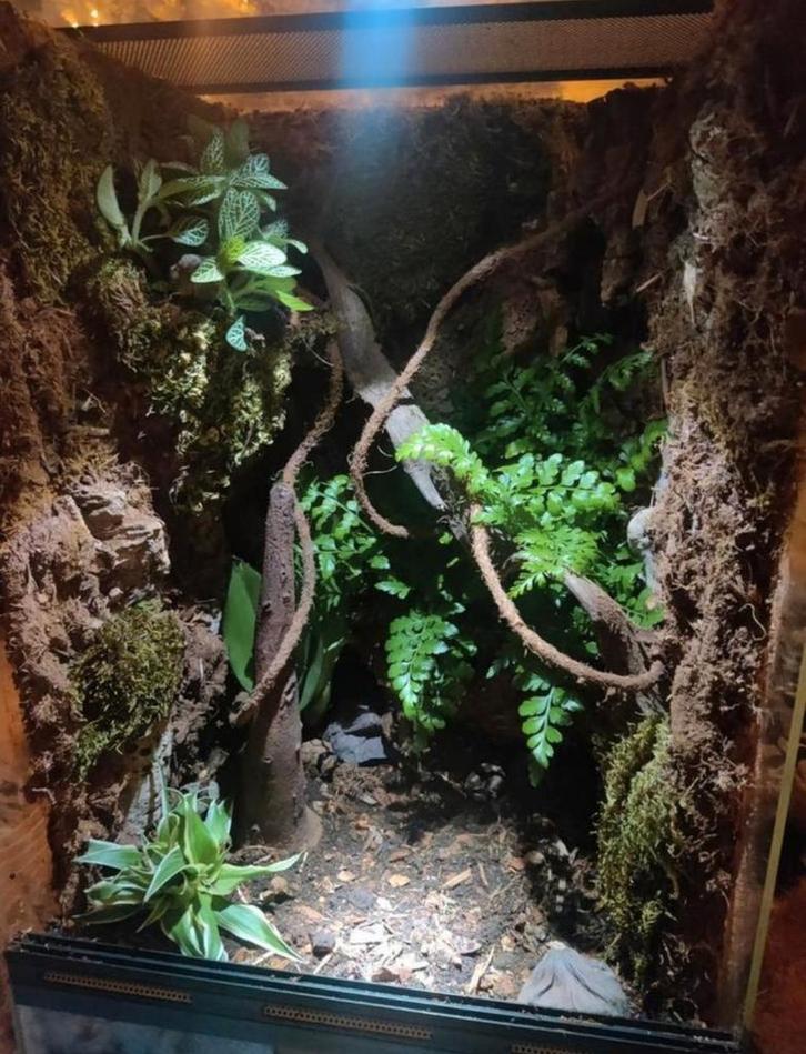 Terrarium achtergronden, Dieren en Toebehoren, Reptielen en Amfibieën | Toebehoren, Nieuw, Terrarium of Paludarium, Ophalen