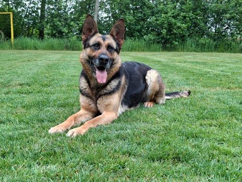 Duitse herder teefje, Dieren en Toebehoren, Honden | Herdershonden en Veedrijvers, Teef, Herder, Fokker | Hobbymatig, Eén hond