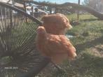 Koppeltje Orpington buff groothoenders. Zeer tam, Dieren en Toebehoren, Pluimvee
