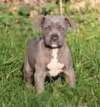 Amerikaanse Stafford pup, Dieren en Toebehoren, België, Reu, CDV (hondenziekte), 8 tot 15 weken