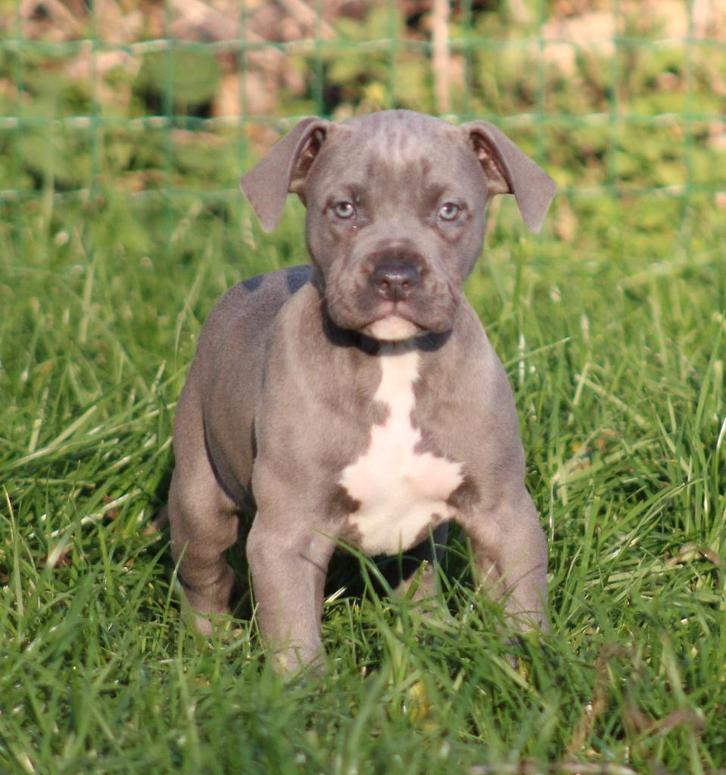 Amerikaanse Stafford pup, Dieren en Toebehoren, Honden | Jack Russells en Terriërs, Reu, American Staffordshire Terriër, Fokker | Professioneel