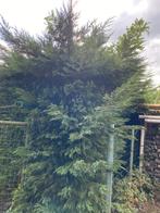 Coniferen, Ophalen, Conifeer, Haag, 100 tot 250 cm