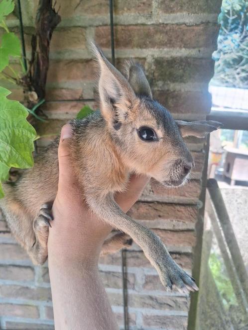 Mara mannetje, Dieren en Toebehoren, Knaagdieren