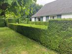 Taxus haag  GRATIS  zelf uit te graven, Ophalen, Taxus, Haag, 100 tot 250 cm