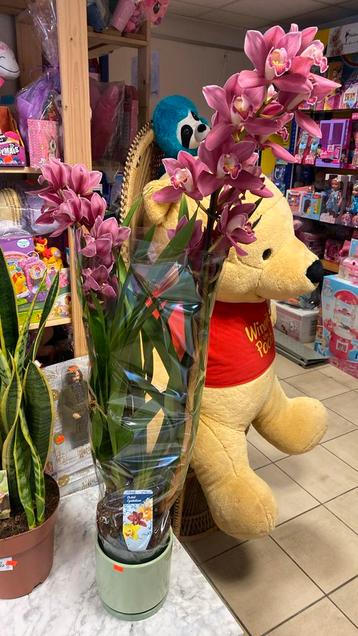 Cybydium orchidee met pot 34€, Huis en Inrichting, Kamerplanten, Ophalen of Verzenden