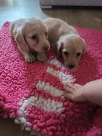 Prachtige langharige teckel pups, Dieren en Toebehoren, Honden | Teckels en Dashonden, België, 8 tot 15 weken, Dwerg, Langhaar