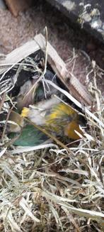 Personatas, Dieren en Toebehoren, November