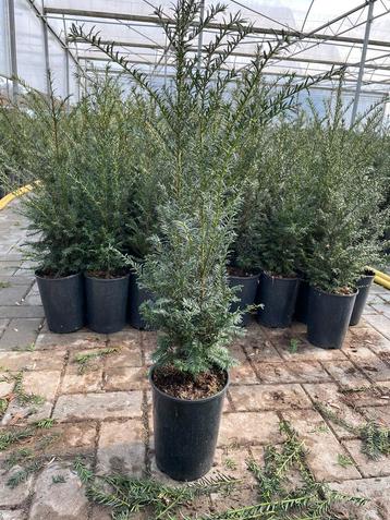 Taxus baccata in pot 
