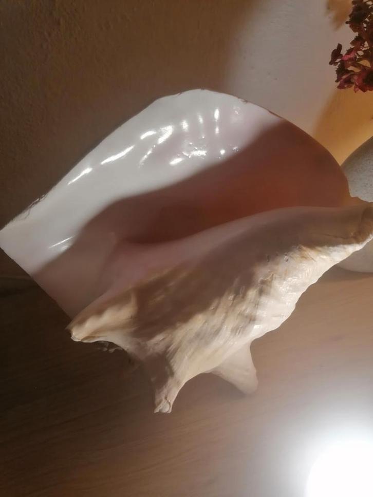 Reusachtige zeeschelp, vintage, Verzamelen, Mineralen en Fossielen, Ophalen of Verzenden