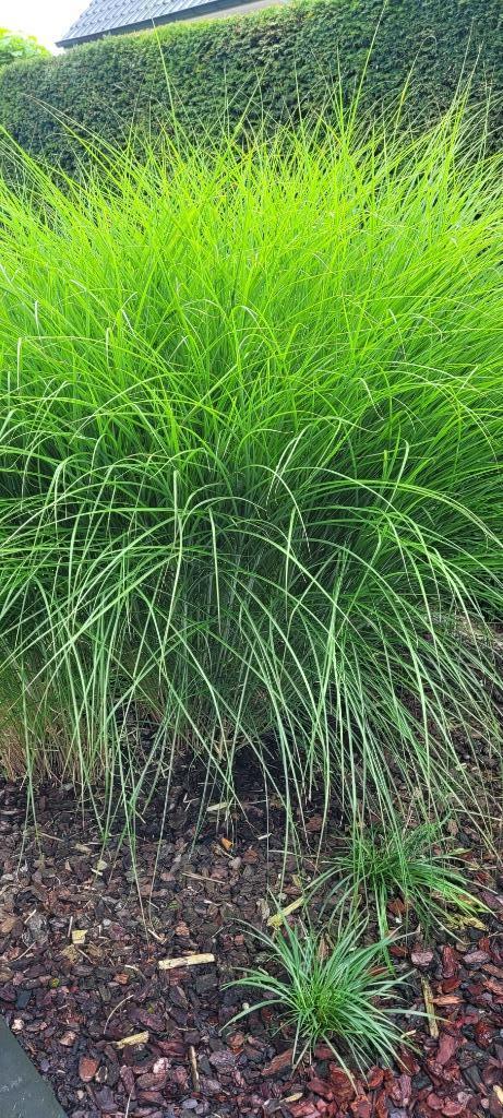 Différents types de plantes de jardin, Jardin & Terrasse, Plantes | Jardin, Plante fixe, Graminées ornementales, Plein soleil