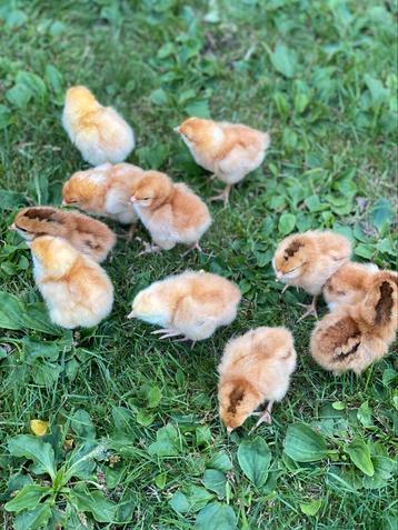Eendagskuikens van de bruine legkip