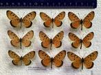 9 vlinders voor stolp/ kunstwerk 20 € samen, Animaux & Accessoires, Insectes & Araignées