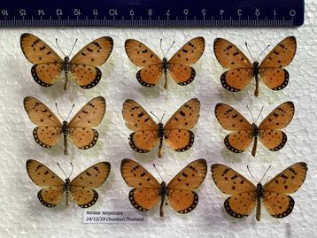 9 vlinders voor stolp/ kunstwerk 20 € samen 