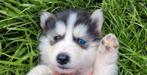 Siberische Husky pupjes huiselijk sociaal opgroeiend, CDV (hondenziekte), Meerdere, Poolhond, 8 tot 15 weken