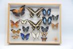 5 kasten met opgezette vlinders en insecten - taxidermy, Verzamelen, Dierenverzamelingen, Ophalen of Verzenden, Gebruikt, Insect