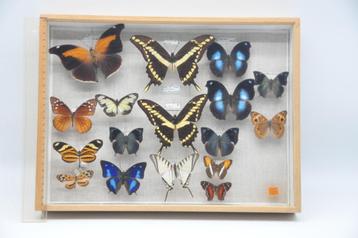 5 kasten met opgezette vlinders en insecten beschikbaar voor biedingen