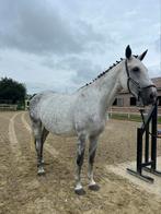 Fokmerrie hard to get 111 Z voor 2026 van Sambucci de muze, Dieren en Toebehoren, Paarden, Merrie, Springpaard, Gechipt, Niet van toepassing
