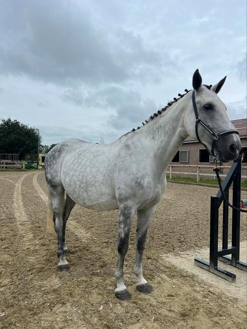 Fokmerrie hard to get 111 Z voor 2026 van Sambucci de muze, Dieren en Toebehoren, Paarden, Merrie, Niet van toepassing, 170 tot 175 cm