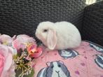 Lief klein Minilop BEW rammetje, Dieren en Toebehoren, Mannelijk, Dwerg, Hangoor, 0 tot 2 jaar