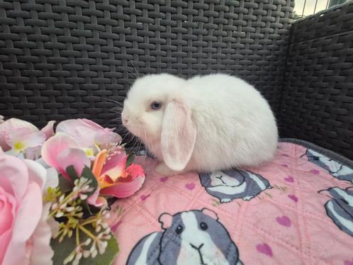 Lief klein Minilop BEW rammetje, Dieren en Toebehoren, Konijnen, Dwerg, Mannelijk, 0 tot 2 jaar, Hangoor