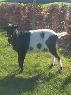 Hollandse bonte bok, Animaux & Accessoires, Mâle, Chèvre, 0 à 2 ans