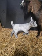 Geitje mieke, Dieren en Toebehoren