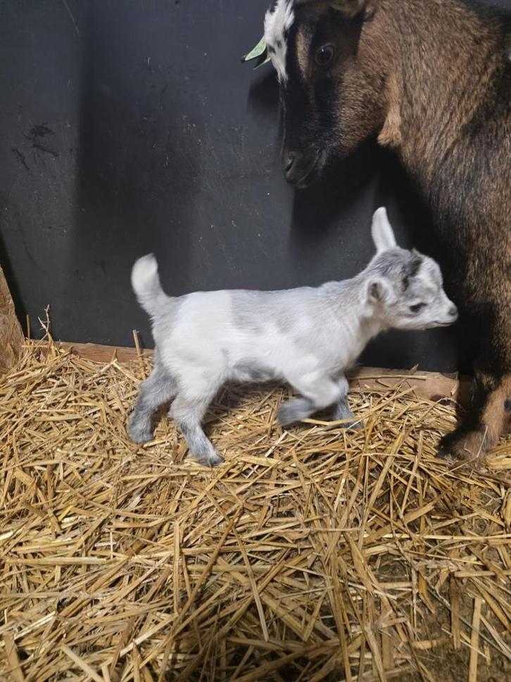 Geitje mieke, Animaux & Accessoires, Moutons, Chèvres & Cochons