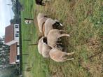 Dorper x  easy care lammeren te koop, Dieren en Toebehoren, Schapen, Geiten en Varkens