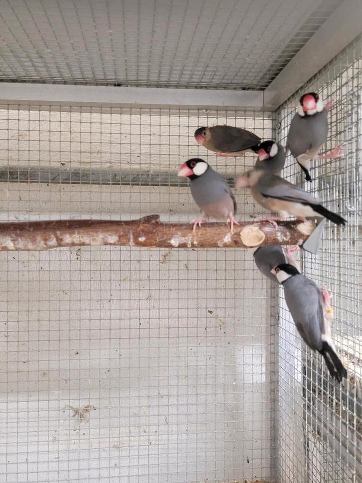 Rijstvogels (padda), Dieren en Toebehoren, Vogels | Overige Vogels, Geslacht onbekend