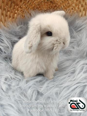 Raszuiver baby minilop konijn ram (transport mogelijk) beschikbaar voor biedingen