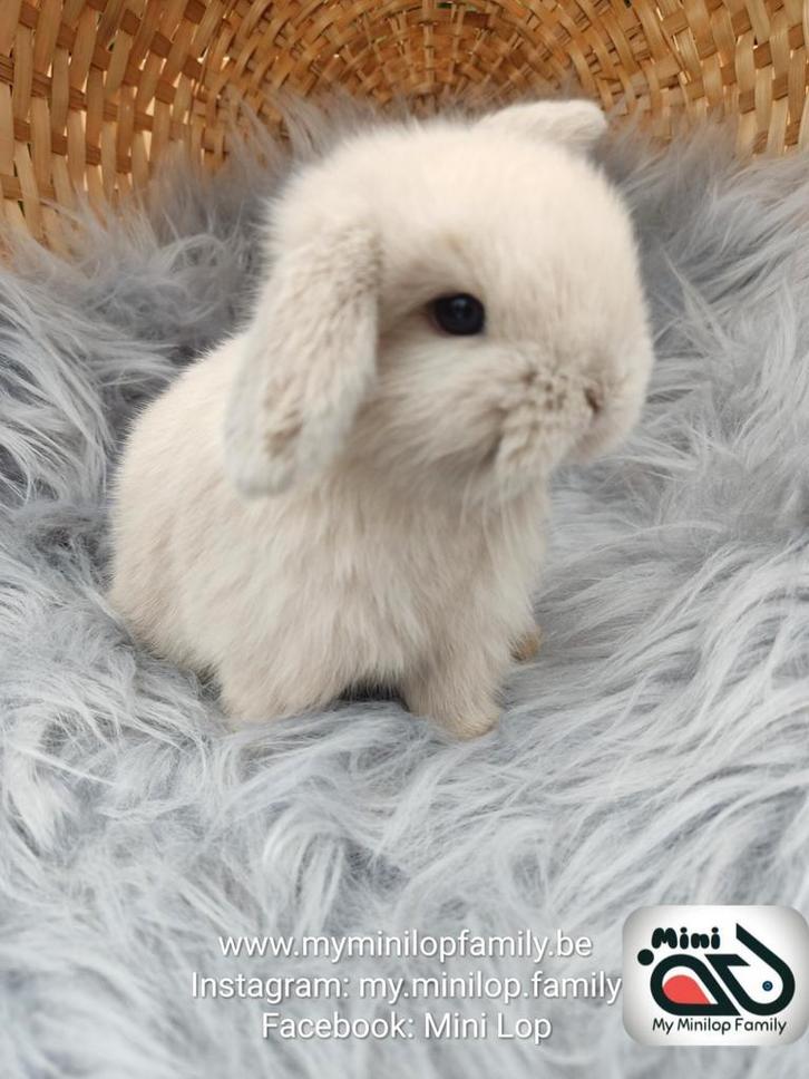 Raszuiver baby minilop konijn ram (transport mogelijk), Dieren en Toebehoren, Konijnen, Dwerg, Mannelijk, 0 tot 2 jaar, Hangoor
