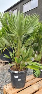 Europese dwergpalm - Chamaerops Humilis 'Siciliana ', Tuin en Terras, Ophalen