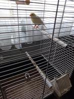 waterslagerkanarie geel, Dieren en Toebehoren, Meerdere dieren, Zangkanarie